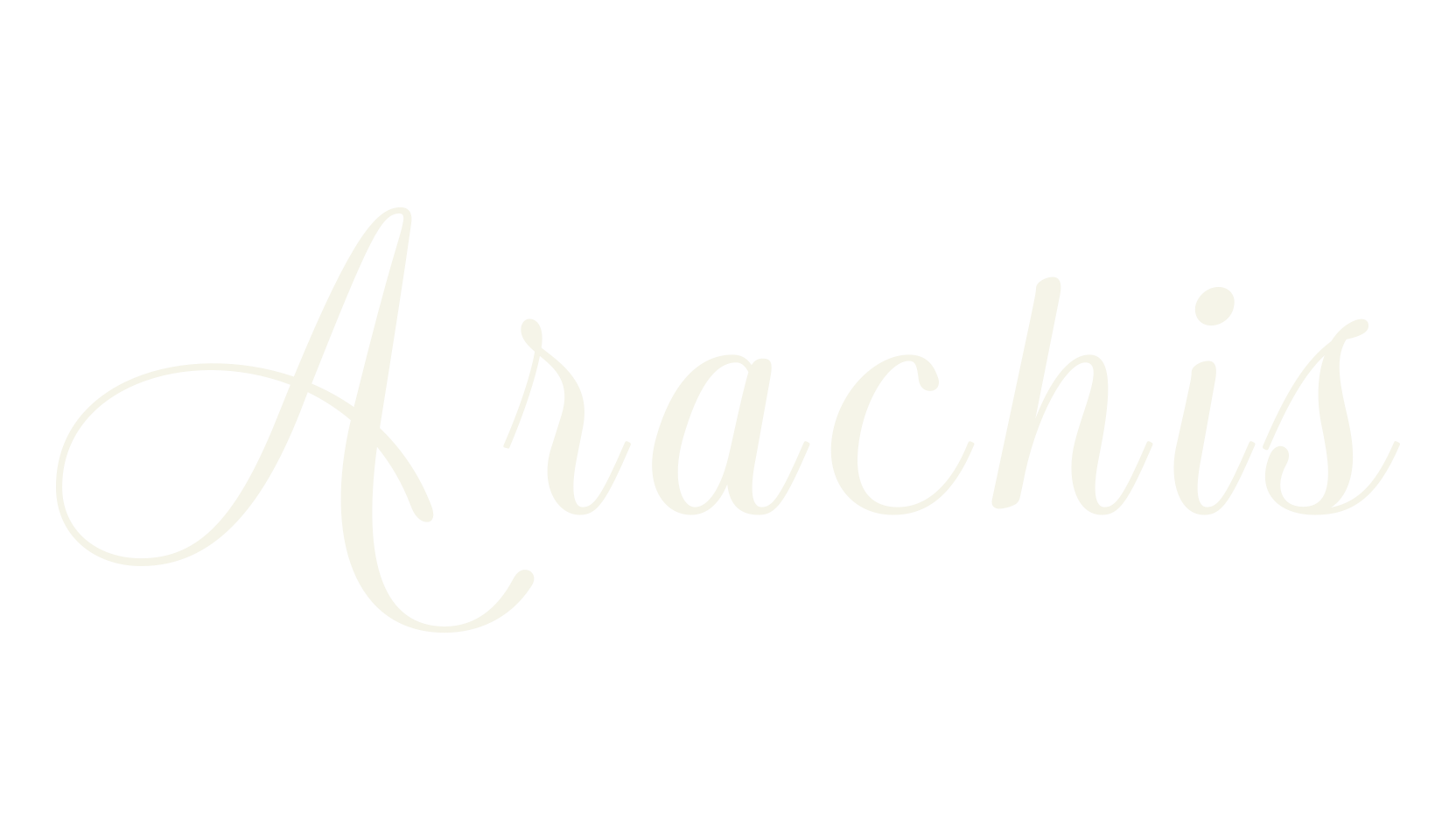 Arachis, calligraphy font preview