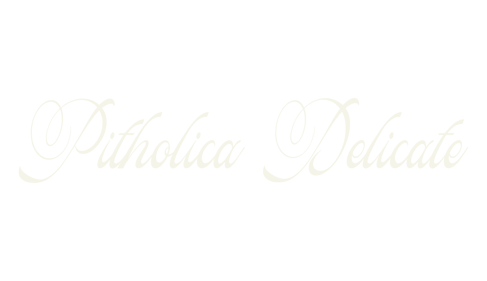 Pitholica Delicate, fancy font preview